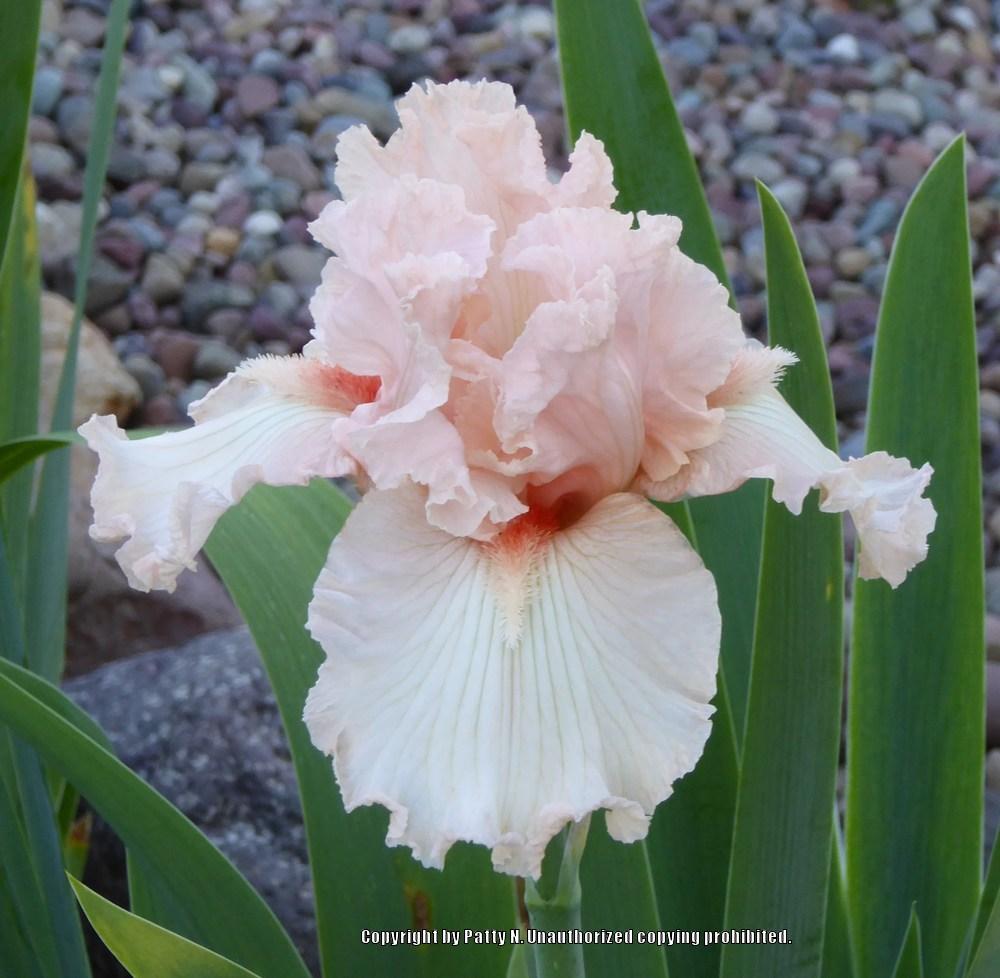 Photo of Tall Bearded Iris (Iris 'Swoosh') uploaded by Patty