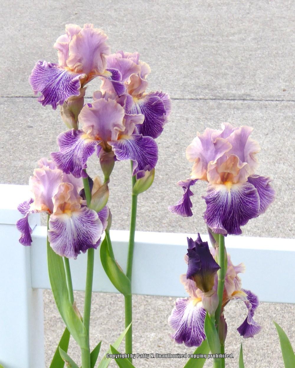 Photo of Tall Bearded Iris (Iris 'Elizabethan Age') uploaded by Patty