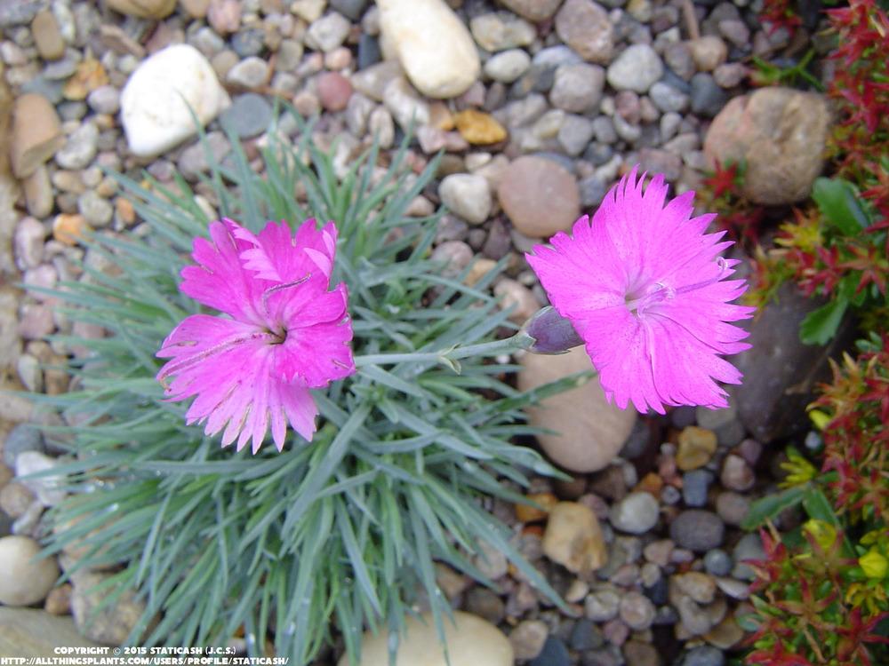 Photo of Cheddar Pinks (Dianthus Star Single™ Shooting Star) uploaded by StaticAsh