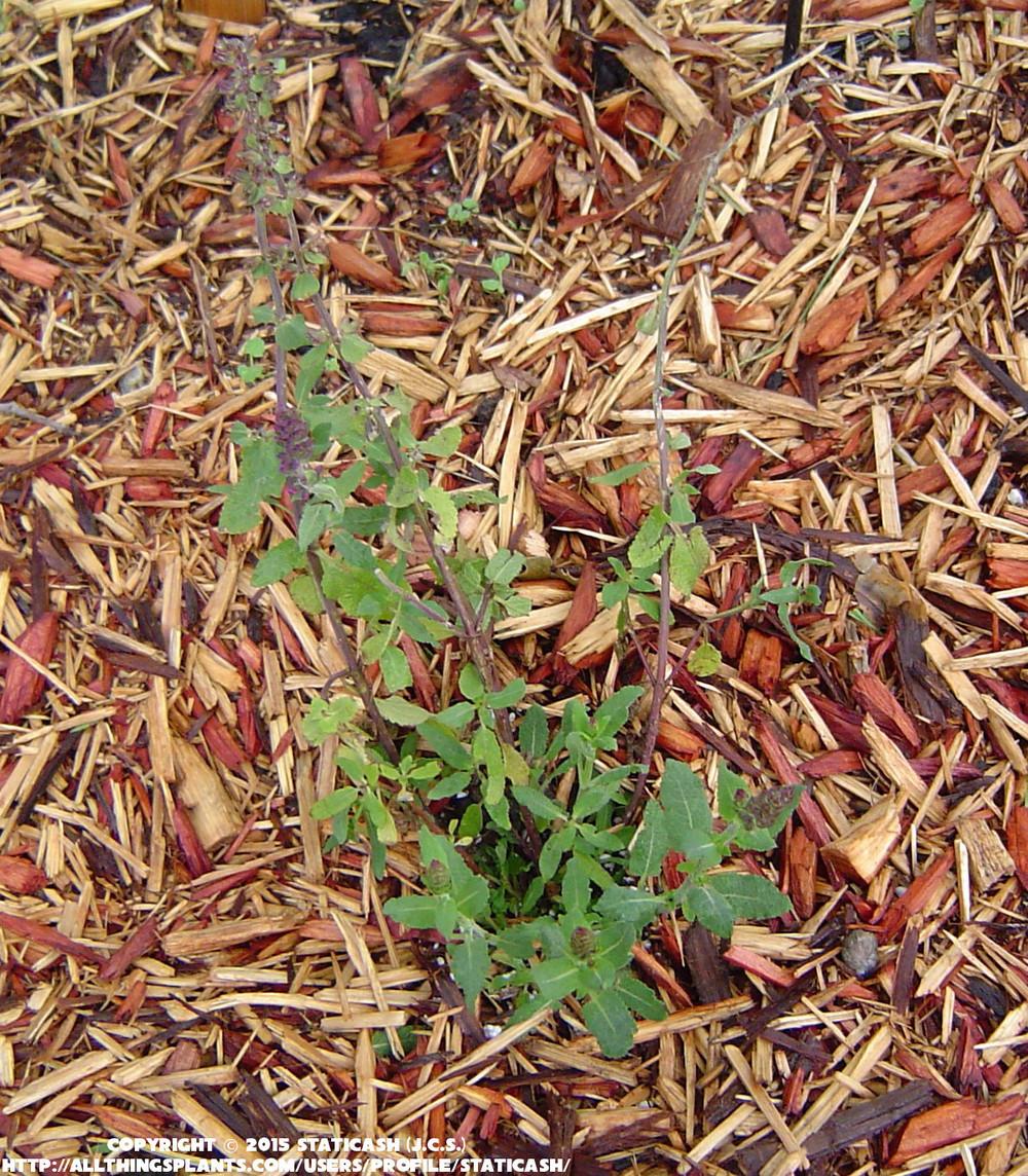 Photo of Perennial Woodland Sage (Salvia nemorosa 'New Dimension Rose') uploaded by StaticAsh