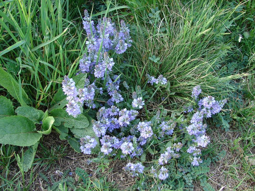 Photo of Prostrate Speedwell (Veronica prostrata) uploaded by admin