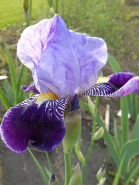 Photo of Tall Bearded Iris (Iris 'Perfection') uploaded by crowrita1