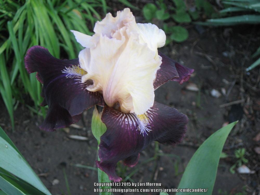 Photo of Tall Bearded Iris (Iris 'Timeless Moment') uploaded by enidcandles