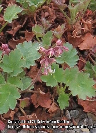 Photo of Coral Bells (Heuchera 'Canyon Duet') uploaded by ge1836