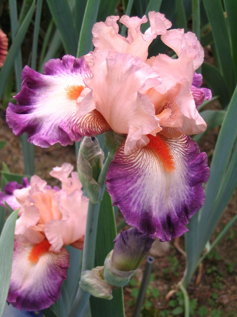Photo of Tall Bearded Iris (Iris 'Come Away with Me') uploaded by janielouy