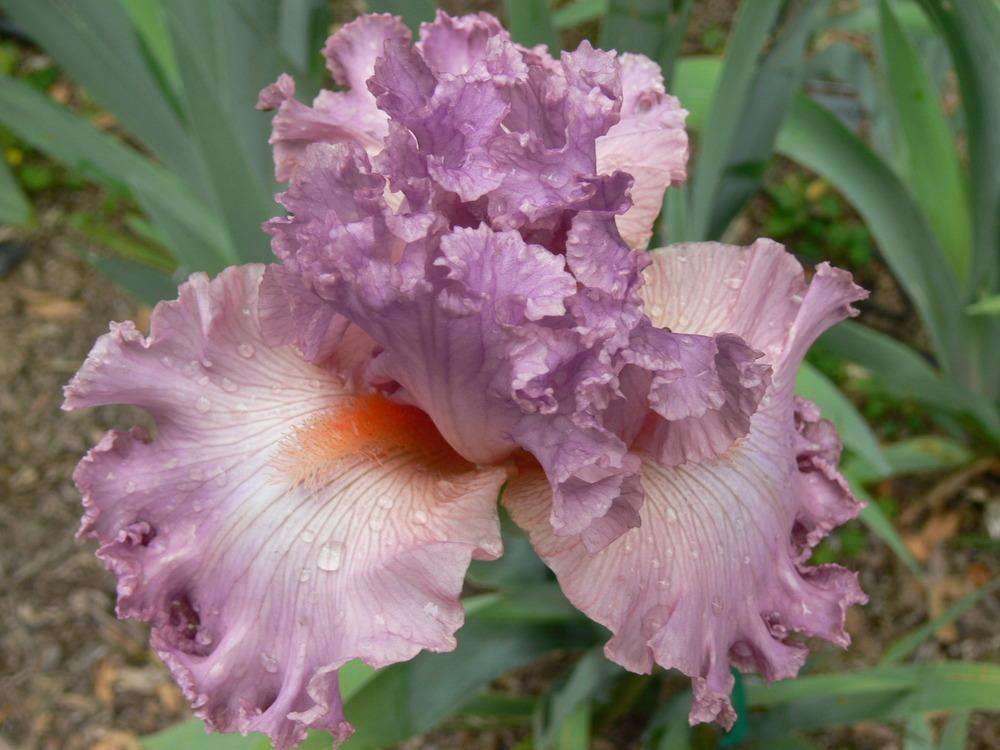 Photo of Tall Bearded Iris (Iris 'Social Graces') uploaded by janwax