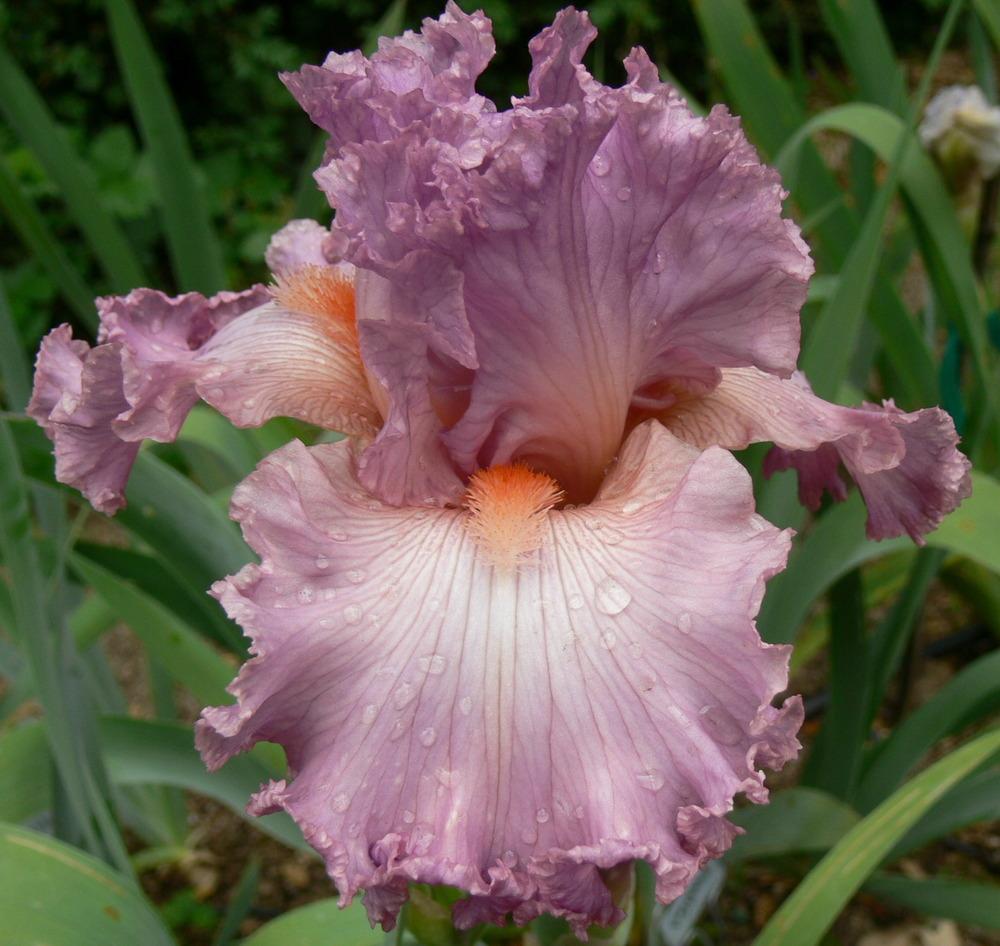 Photo of Tall Bearded Iris (Iris 'Social Graces') uploaded by janwax