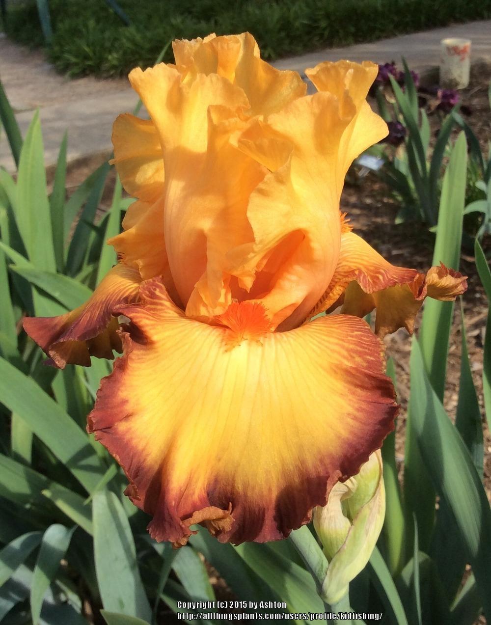 Photo of Tall Bearded Iris (Iris 'Ringtone') uploaded by kidfishing