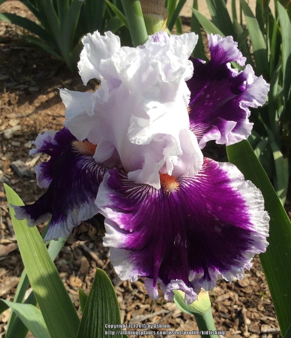 Photo of Tall Bearded Iris (Iris 'Daring Deception') uploaded by kidfishing