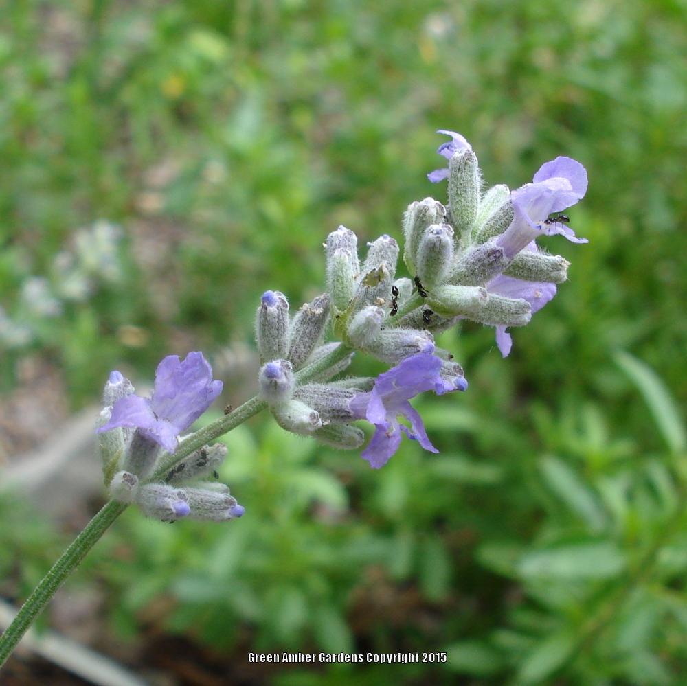 Photo of English Lavender (Lavandula angustifolia 'Munstead') uploaded by lovemyhouse