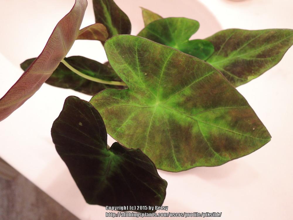 Photo of Imperial Taro (Colocasia esculenta 'Illustris') uploaded by piksihk