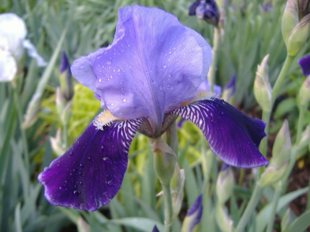 Photo of Tall Bearded Iris (Iris 'Perfection') uploaded by tveguy3