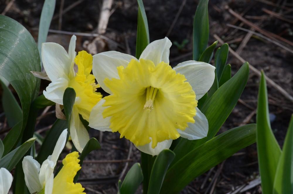 Photo of Large-Cupped Daffodil (Narcissus 'Dinnerplate') uploaded by Anne