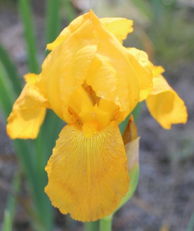 Photo of Border Bearded Iris (Iris 'Gold Intensity') uploaded by Calif_Sue