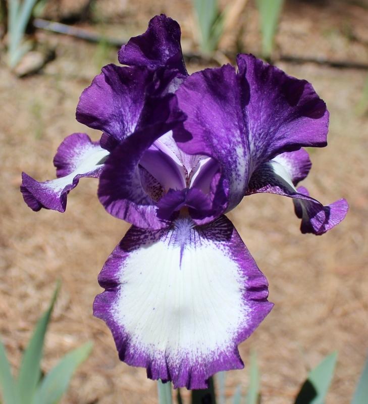 Photo of Tall Bearded Iris (Iris 'Going My Way') uploaded by Calif_Sue