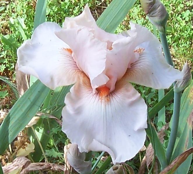 Photo of Tall Bearded Iris (Iris 'Godsend') uploaded by Calif_Sue