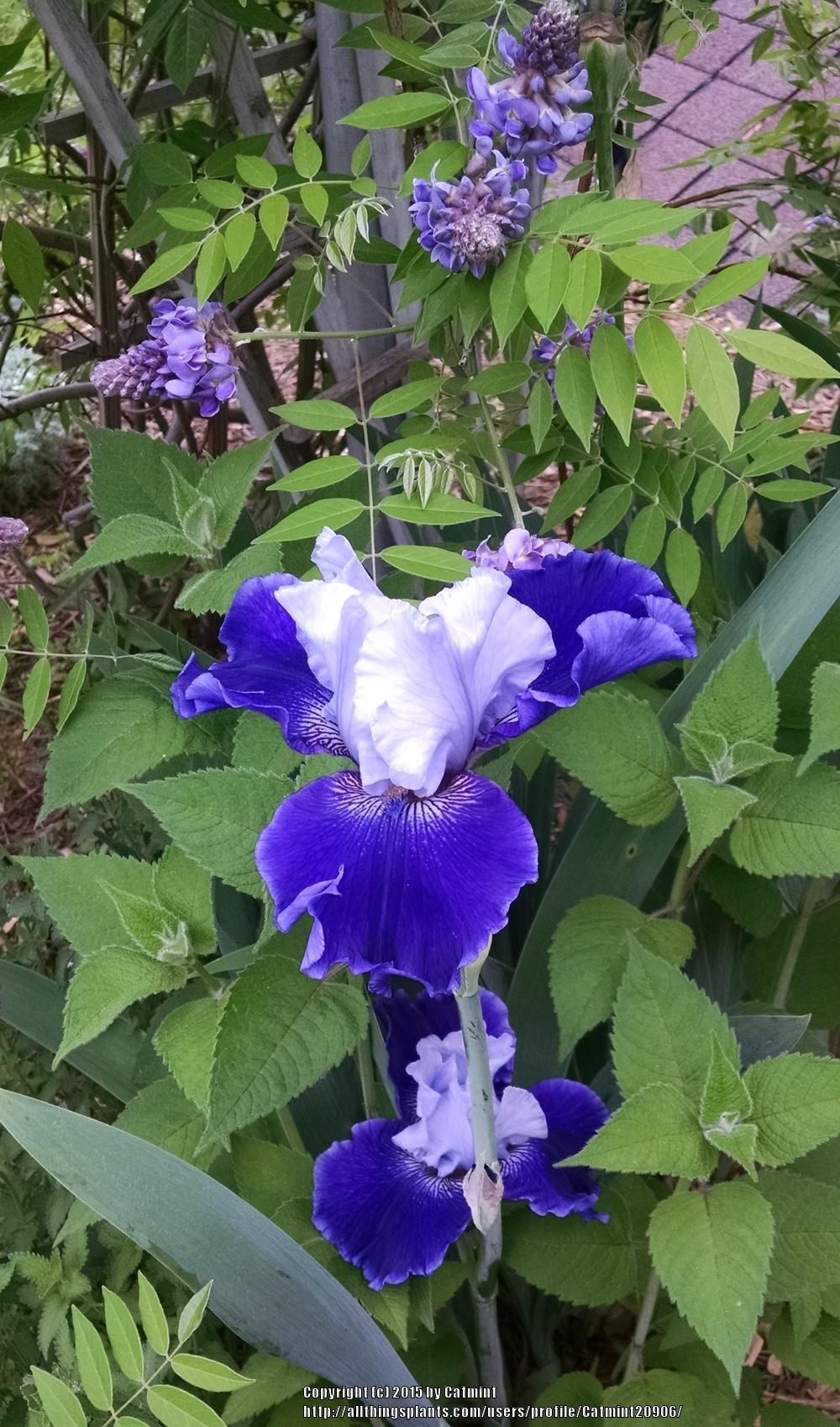 Photo of Tall Bearded Iris (Iris 'World Premier') uploaded by Catmint20906