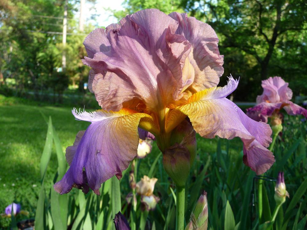 Photo of Tall Bearded Iris (Iris 'Durham Dream') uploaded by Lestv