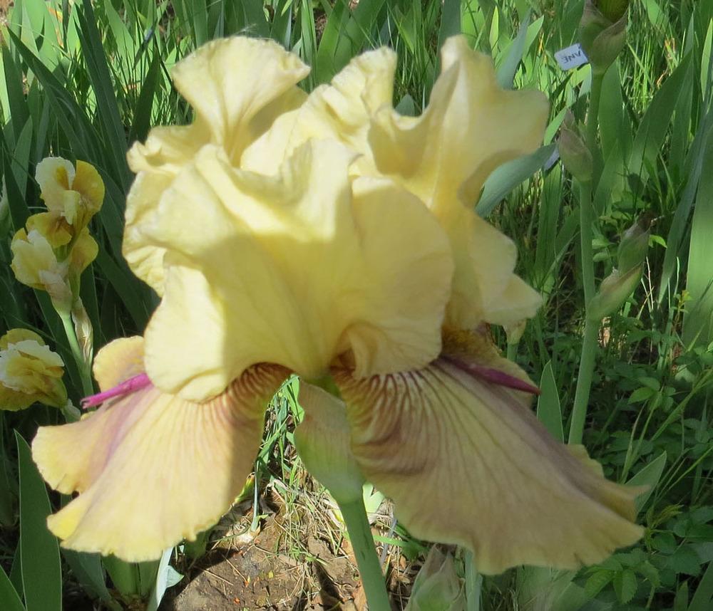 Photo of Tall Bearded Iris (Iris 'Thornbird') uploaded by Natalie