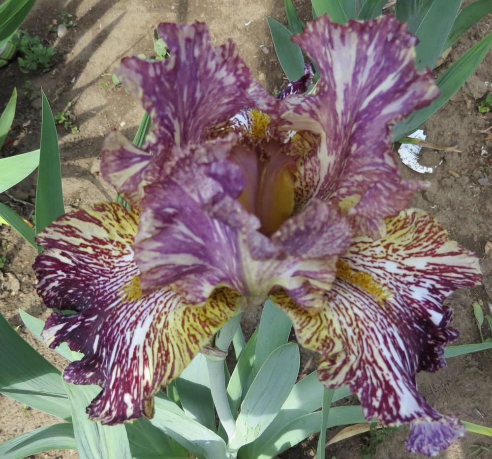 Photo of Tall Bearded Iris (Iris 'Bewilderbeast') uploaded by Natalie