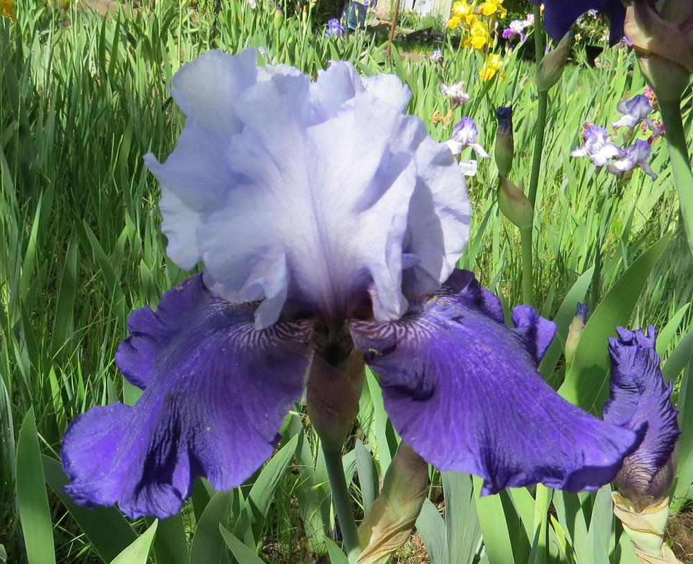 Photo of Tall Bearded Iris (Iris 'Best Bet') uploaded by Natalie