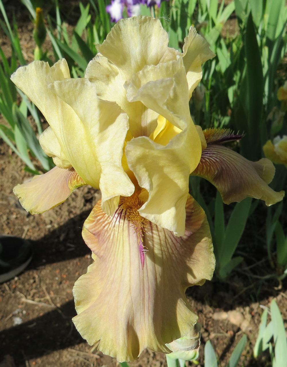 Photo of Tall Bearded Iris (Iris 'Thornbird') uploaded by Natalie