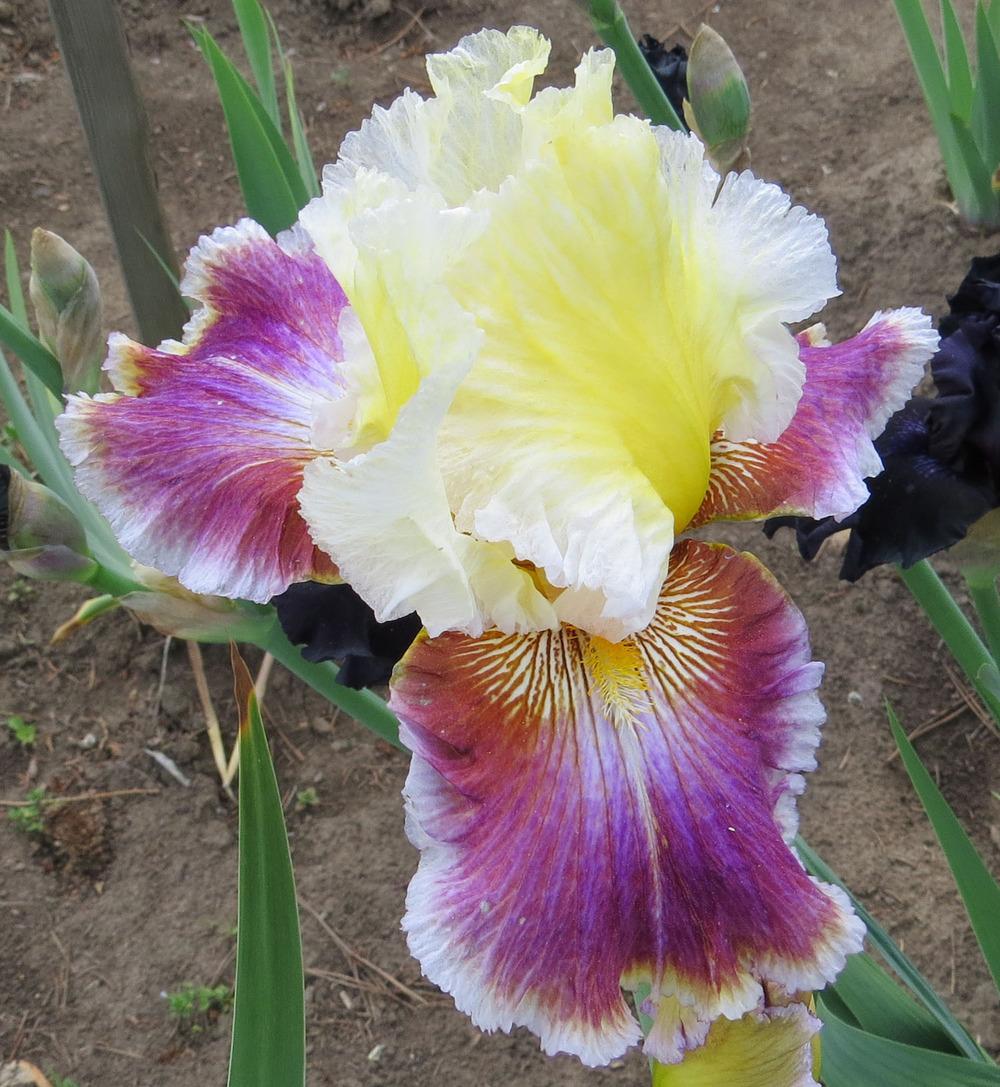 Photo of Tall Bearded Iris (Iris 'Dawn Eternal') uploaded by Natalie