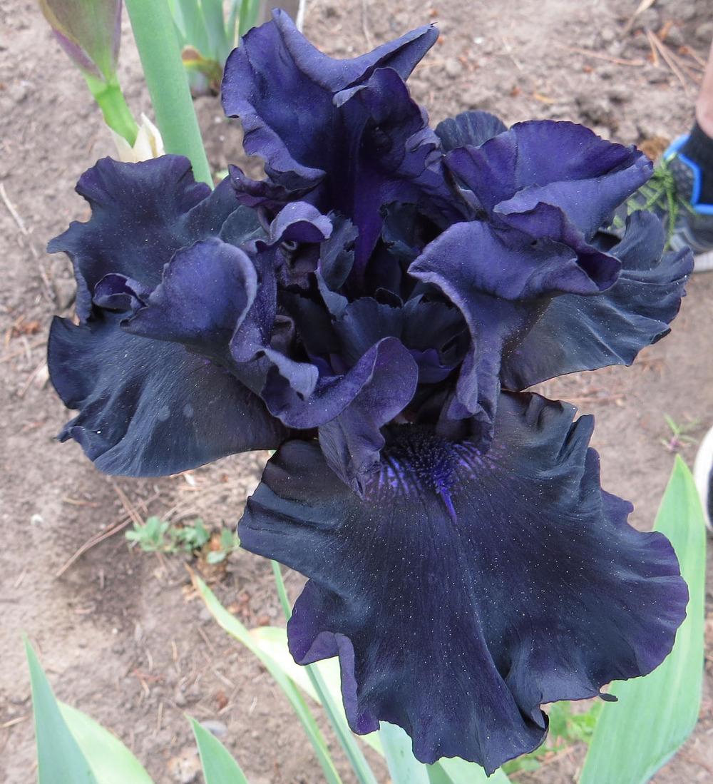 Photo of Tall Bearded Iris (Iris 'Coal Seams') uploaded by Natalie