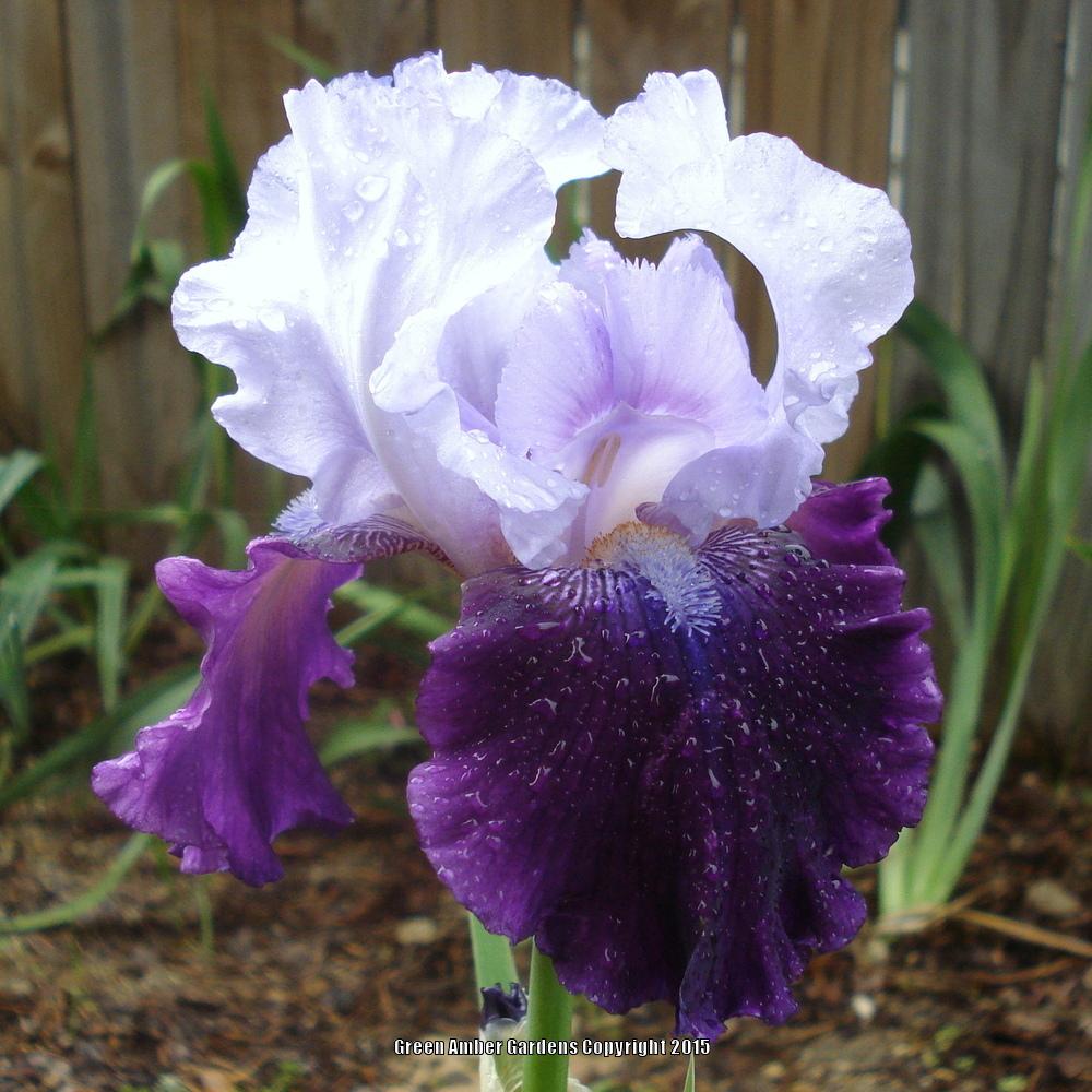Photo of Tall Bearded Iris (Iris 'Fit for a King') uploaded by lovemyhouse