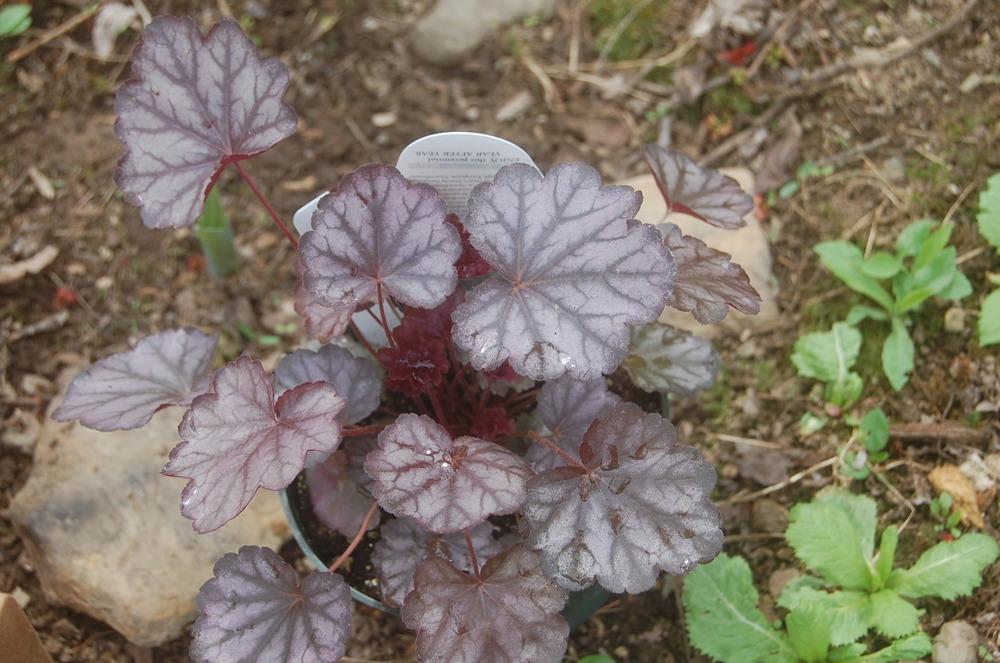 Photo of Coral Bells (Heuchera Dolce® Blackberry Ice) uploaded by pixie62560