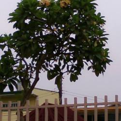 Location: Pasig City - Philippines 
Date: 10May2015 - summertime - courtesy of my friend Mary Ann
A towering Plumeria tree-locally called in the Phil as Kalachuchi
