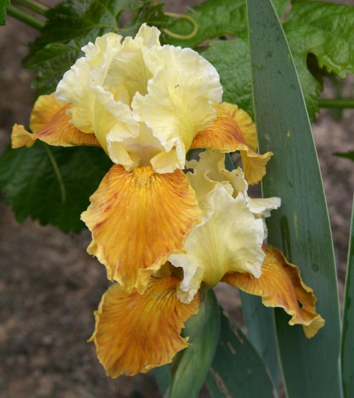 Photo of Intermediate Bearded Iris (Iris 'Honey Glazed') uploaded by Calif_Sue