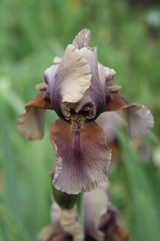 Photo of Border Bearded Iris (Iris 'Jungle Shadows') uploaded by Calif_Sue