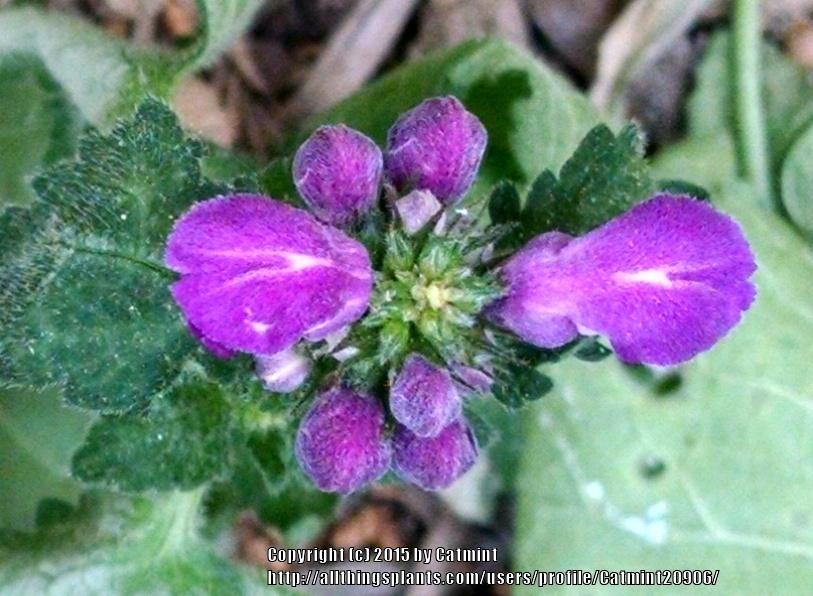 Photo of Spotted Dead Nettle (Lamium maculatum 'Beacon Silver') uploaded by Catmint20906