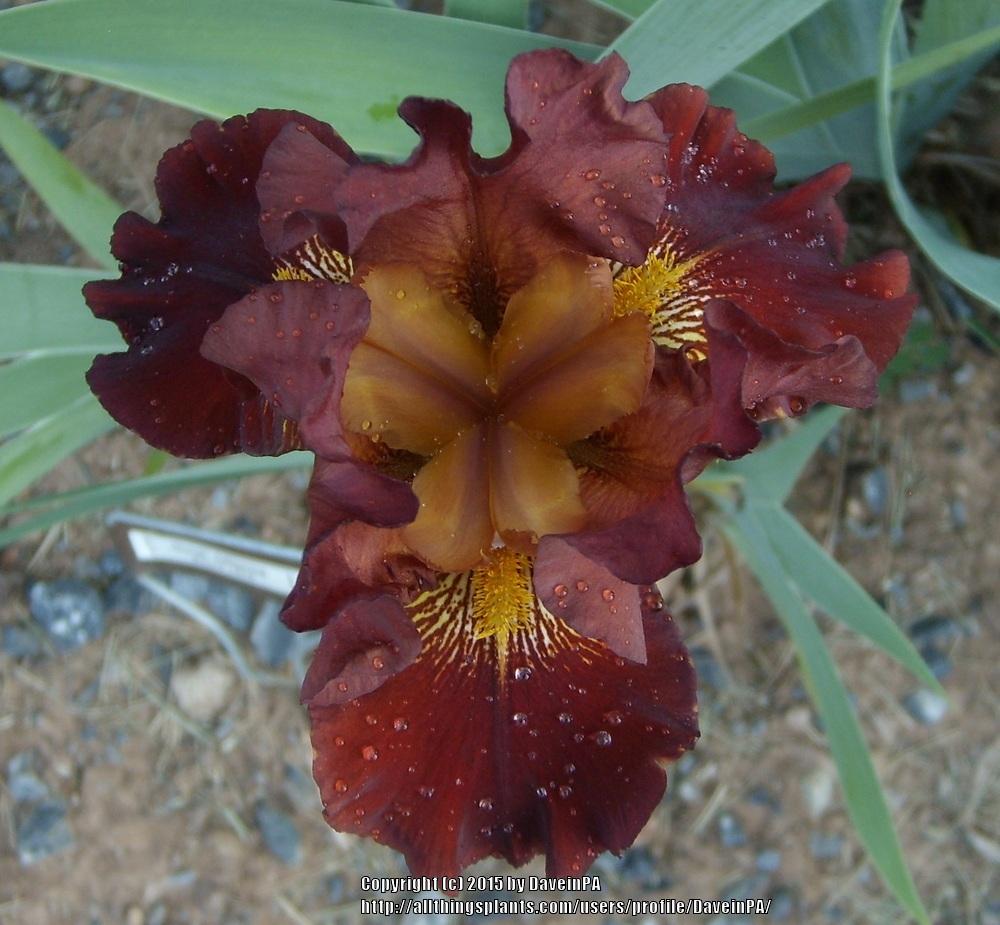 Photo of Tall Bearded Iris (Iris 'Burnt Offering') uploaded by DaveinPA