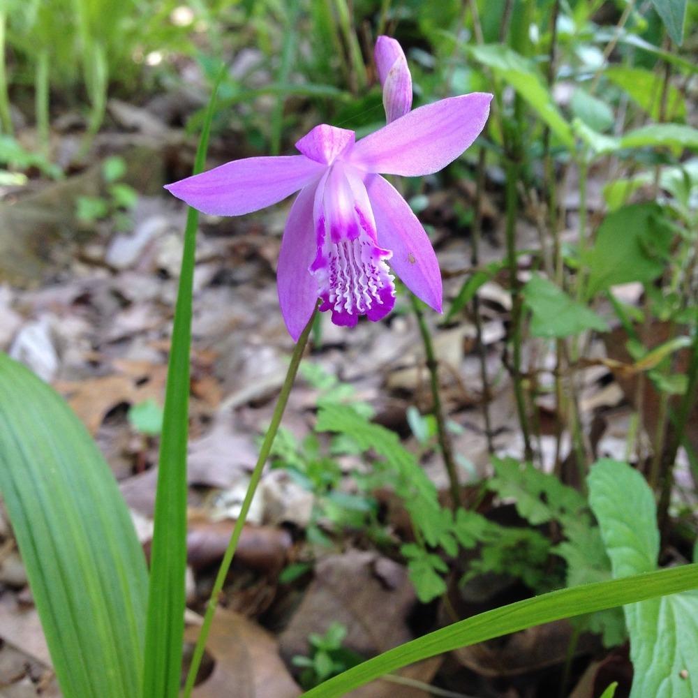 Photo of Chinese Ground Orchid (Bletilla striata) uploaded by Dodecatheon3