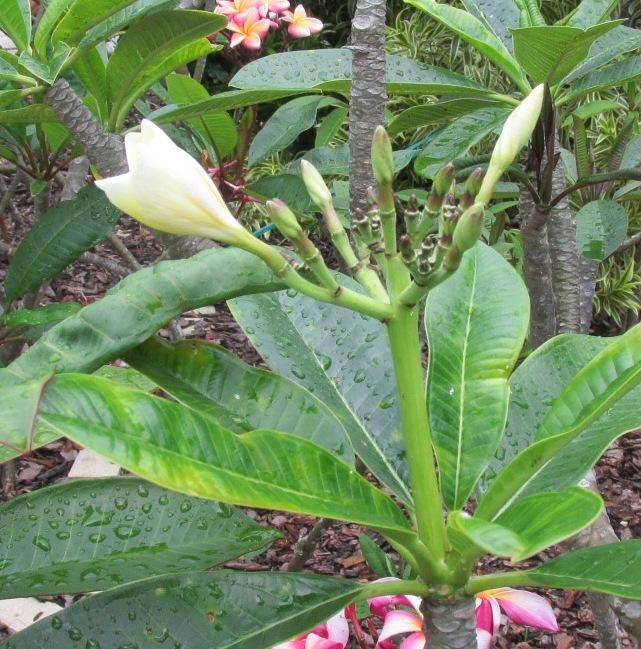 Photo of Plumeria 'Mele Pa Bowman' uploaded by Dutchlady1