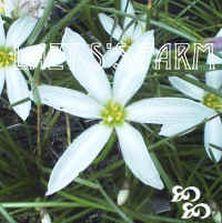 Photo of Rain Lily (Zephyranthes candida) uploaded by Joy