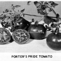 
From a Porter & Son Seedsmen seed annual - Courtesy of the Victor
