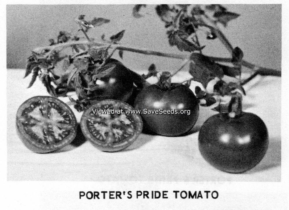 Photo of Tomato (Solanum lycopersicum 'Porter's Pride') uploaded by MikeD