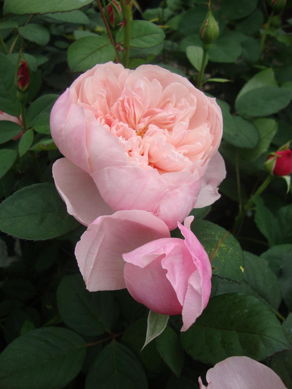 Photo of Rose (Rosa 'Alnwick Castle') uploaded by Paul2032