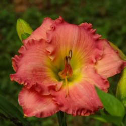 Location: southeast alabama
Date: 2015-05-16
She is a beautiful rose pink daylily!