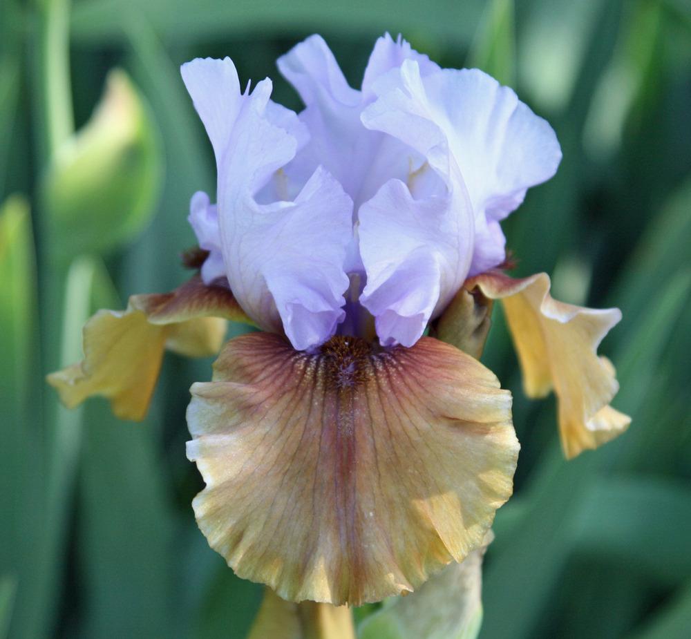 Photo of Tall Bearded Iris (Iris 'Witching') uploaded by Snork