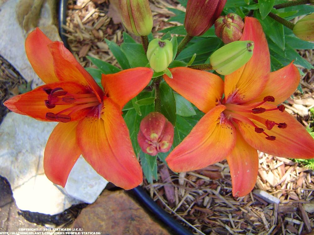 Photo of Lilies (Lilium) uploaded by StaticAsh