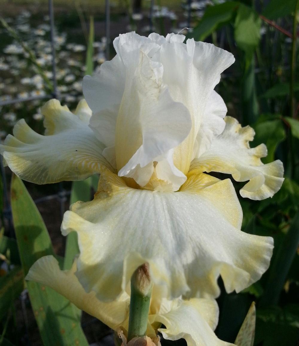 Photo of Tall Bearded Iris (Iris 'Smiling Faces') uploaded by TammyB