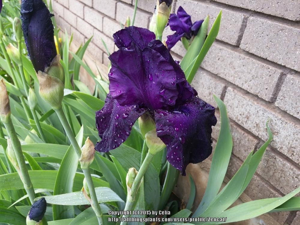 Photo of Irises (Iris) uploaded by Zencat