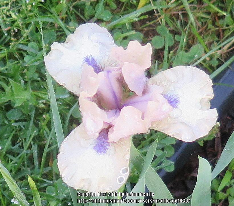 Photo of Standard Dwarf Bearded Iris (Iris 'Cup of Joy') uploaded by ge1836
