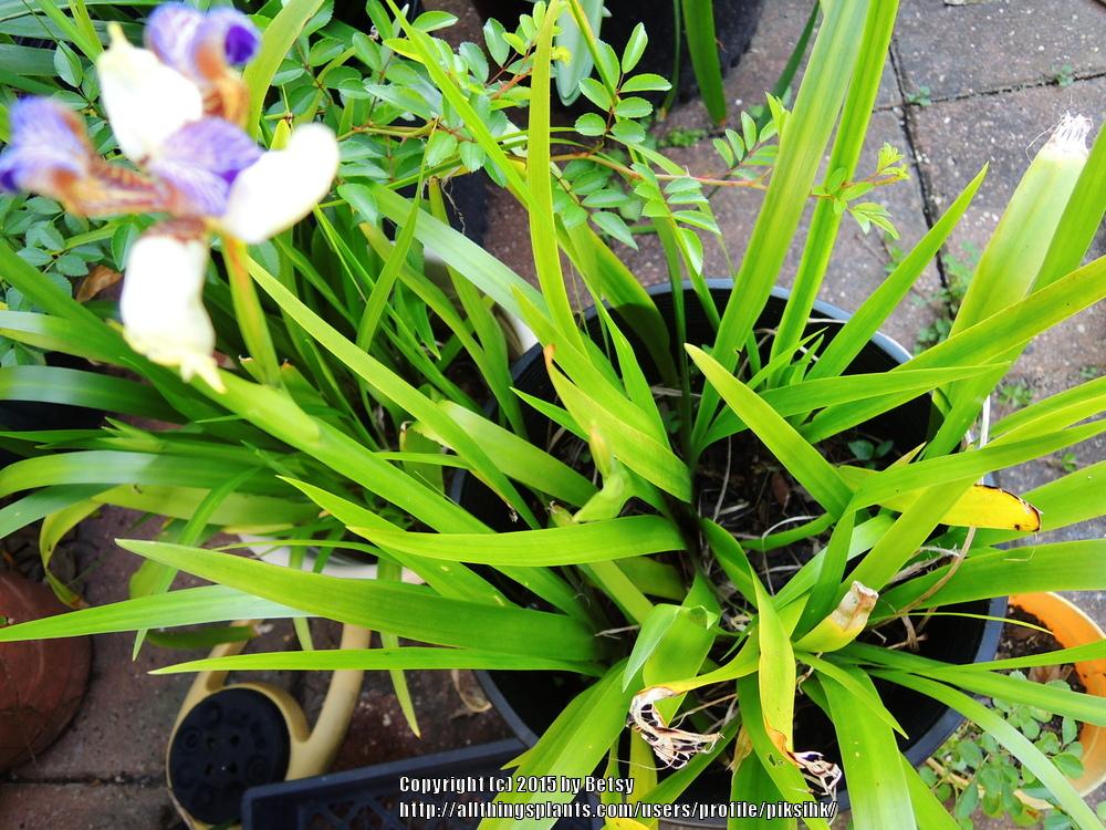 Photo of Walking Iris (Trimezia gracilis) uploaded by piksihk