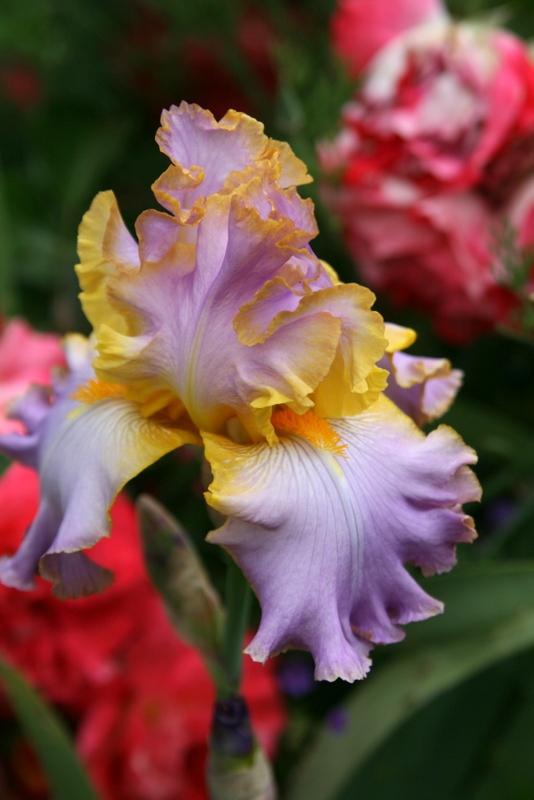 Photo of Tall Bearded Iris (Iris 'All About Spring') uploaded by Calif_Sue