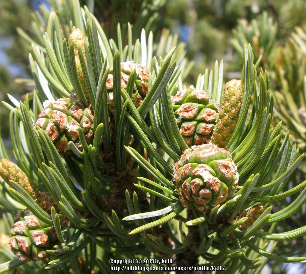 Photo of Two-Needle Pinon Pine (Pinus edulis) uploaded by Kelli